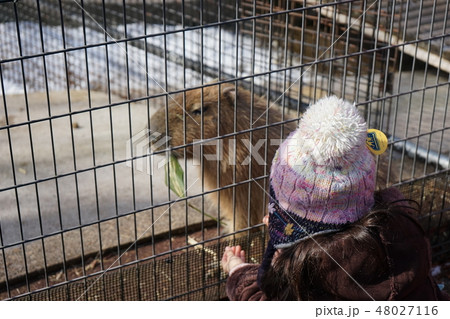 冬の動物公園カピバラに餌をやる少女 冬の動物公園カピバラに餌をやる少女 48027116