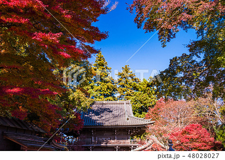（東京都）紅葉した高尾山　薬王院 48028027
