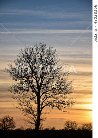 Lone tree silhouette by twilight 48028366