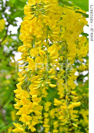 黄色い藤の花の写真素材