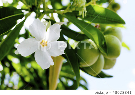 オキナワキョウチクトウの花と実 オキナワキョウチクトウの花と実 48028841