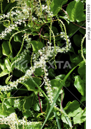 雲南百薬の花 48028969