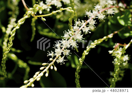 雲南百薬の花 48028971