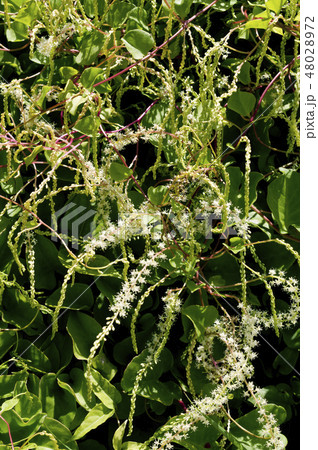 雲南百薬の花 48028972