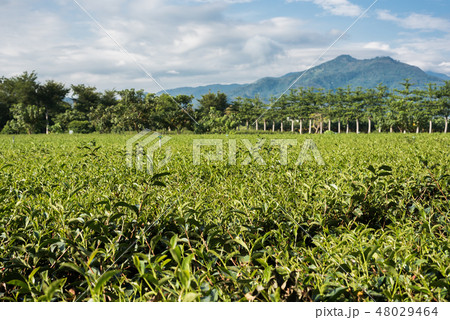 green tea farm 48029464