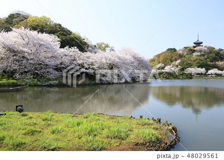 庭園風景（神奈川県、三溪園、桜） 48029561