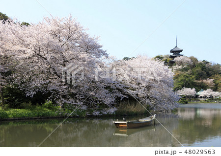 庭園風景（神奈川県、三溪園、桜） 48029563