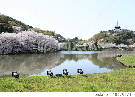 庭園風景（神奈川県、三溪園、桜） 48029571