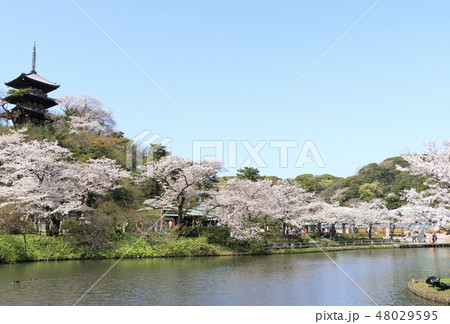 庭園風景（神奈川県、三溪園、桜） 48029595