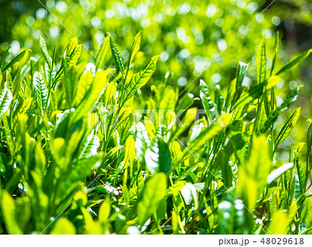 宇治茶の新芽 宇治茶の新芽 48029618