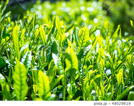 宇治茶の新芽 48029619