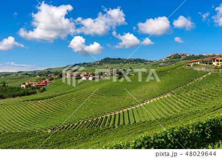 Green vineyards under beautiful sky in Italy. 48029644
