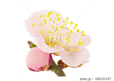 梅の花 (深度合成) 48030197