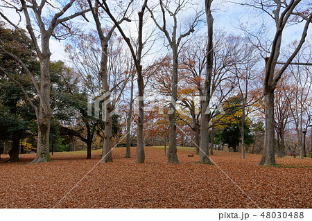 代々木公園の丘の紅葉　ケヤキの木　青空　木株 48030488