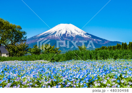 山梨 山中湖花の都公園のネモフィラと富士山 山梨 山中湖花の都公園のネモフィラと富士山 48030498