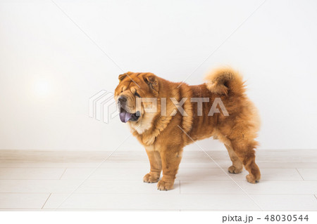 Pet and animal concept - studio portrait of the chow-chow dog over white background with copy space 48030544