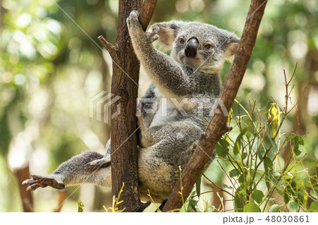 Cute Australian Koala resting during the day. 48030861