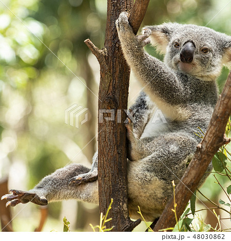 Cute Australian Koala resting during the day. Cute Australian Koala resting during the day. 48030862