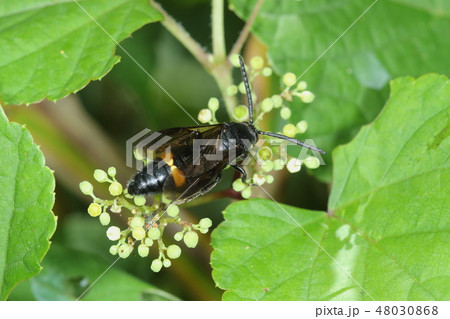 生き物　昆虫　キオビツチバチ、オスです。黒い半透明の翅から透けて見える黄色い帯がおしゃれ 48030868