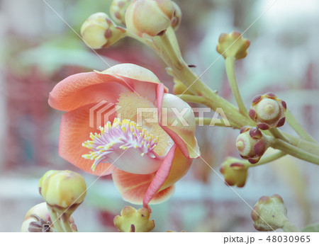 Flower of Cannonball Tree Flower of Cannonball Tree 48030965