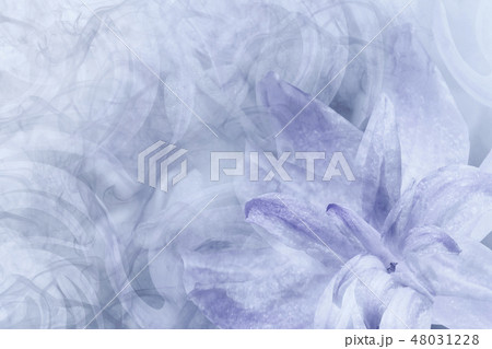Floral abstract light gray-white-violet background Floral abstract light gray-white-violet background 48031228
