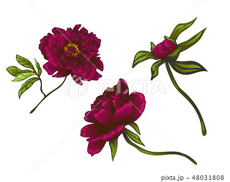 Vector Burgundy peony floral botanical flower. Engraved ink art. Isolated peonies illustration 48031808