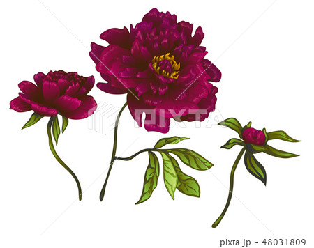 Vector Burgundy peony floral botanical flower. Engraved ink art. Isolated peonies illustration Vector Burgundy peony floral botanical flower. Engraved ink art. Isolated peonies illustration 48031809
