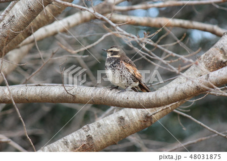 ツグミ 48031875