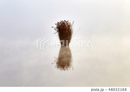 Lonely bush of reed growing on the lake Lonely bush of reed growing on the lake 48032168