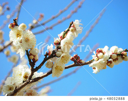 白い梅の花 48032888