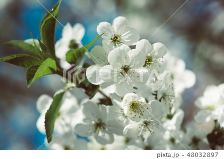 Cherry flowers frame Cherry flowers frame 48032897