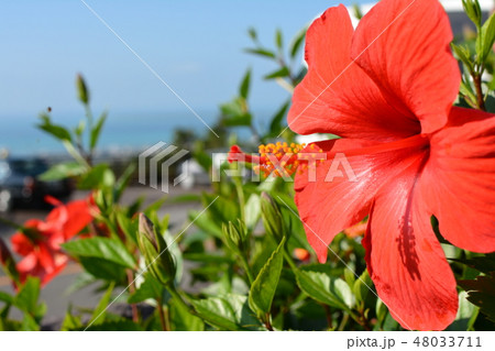 南国の花 48033711