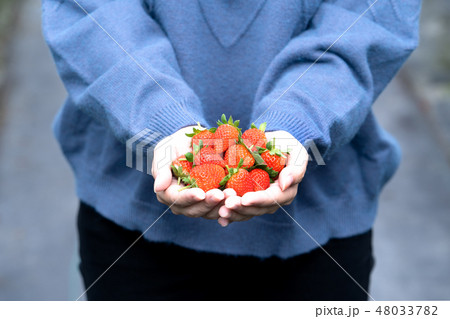イチゴ狩り いちご狩り 苺狩り 48033782