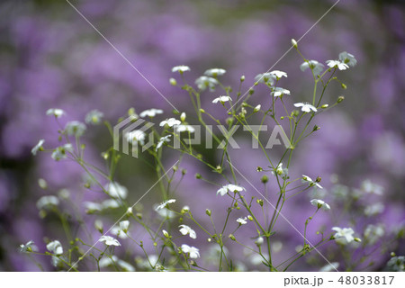 かすみ草 48033817