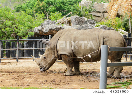 Rhinoceros in Zoo 48033900