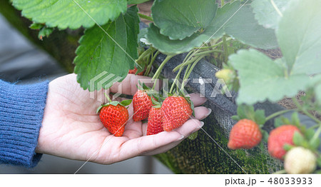 イチゴ狩り いちご狩り 苺狩り 48033933