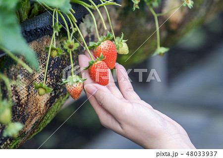 イチゴ狩り いちご狩り 苺狩りの写真素材 [48033937] - PIXTA