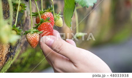 イチゴ狩り いちご狩り 苺狩り 48033938