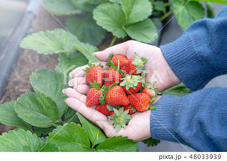 イチゴ狩り いちご狩り 苺狩り 48033939