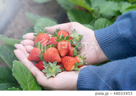 イチゴ狩り いちご狩り 苺狩り 48033955
