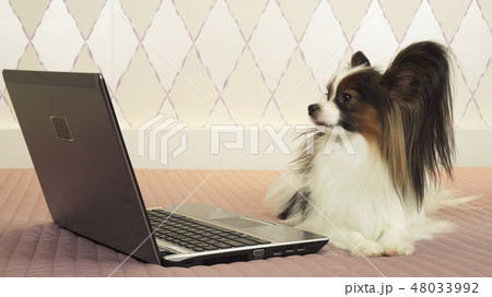 Papillon dog is lying near the laptop on bed 48033992