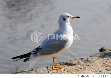 ゆりかもめ 48034112