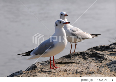 ゆりかもめ 48034113