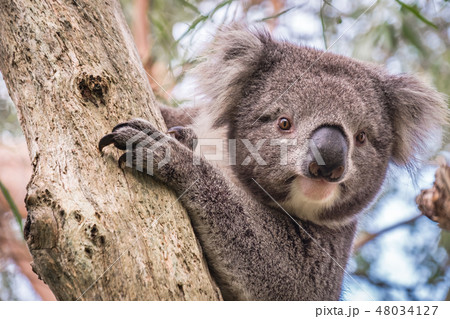 Wild koala sitting on a tree Wild koala sitting on a tree 48034127