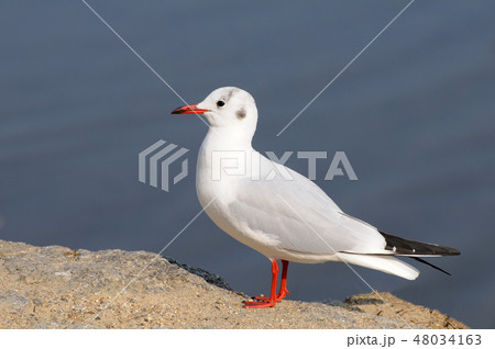 ゆりかもめ 48034163