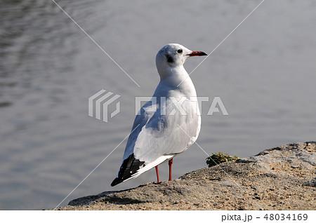 ゆりかもめ 48034169