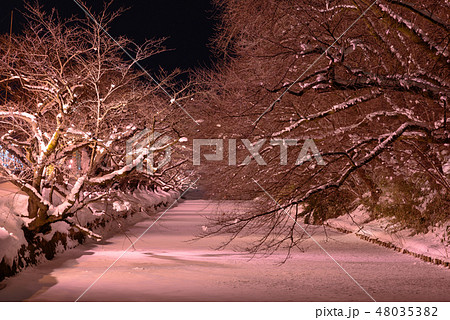 冬に咲く桜 48035382