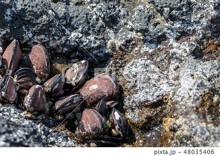 外海府海岸のカラスガイ 48035406