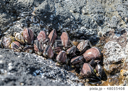 外海府海岸のカラスガイ 48035408