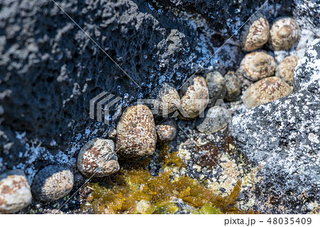 外海府海岸のカサガイ 48035409